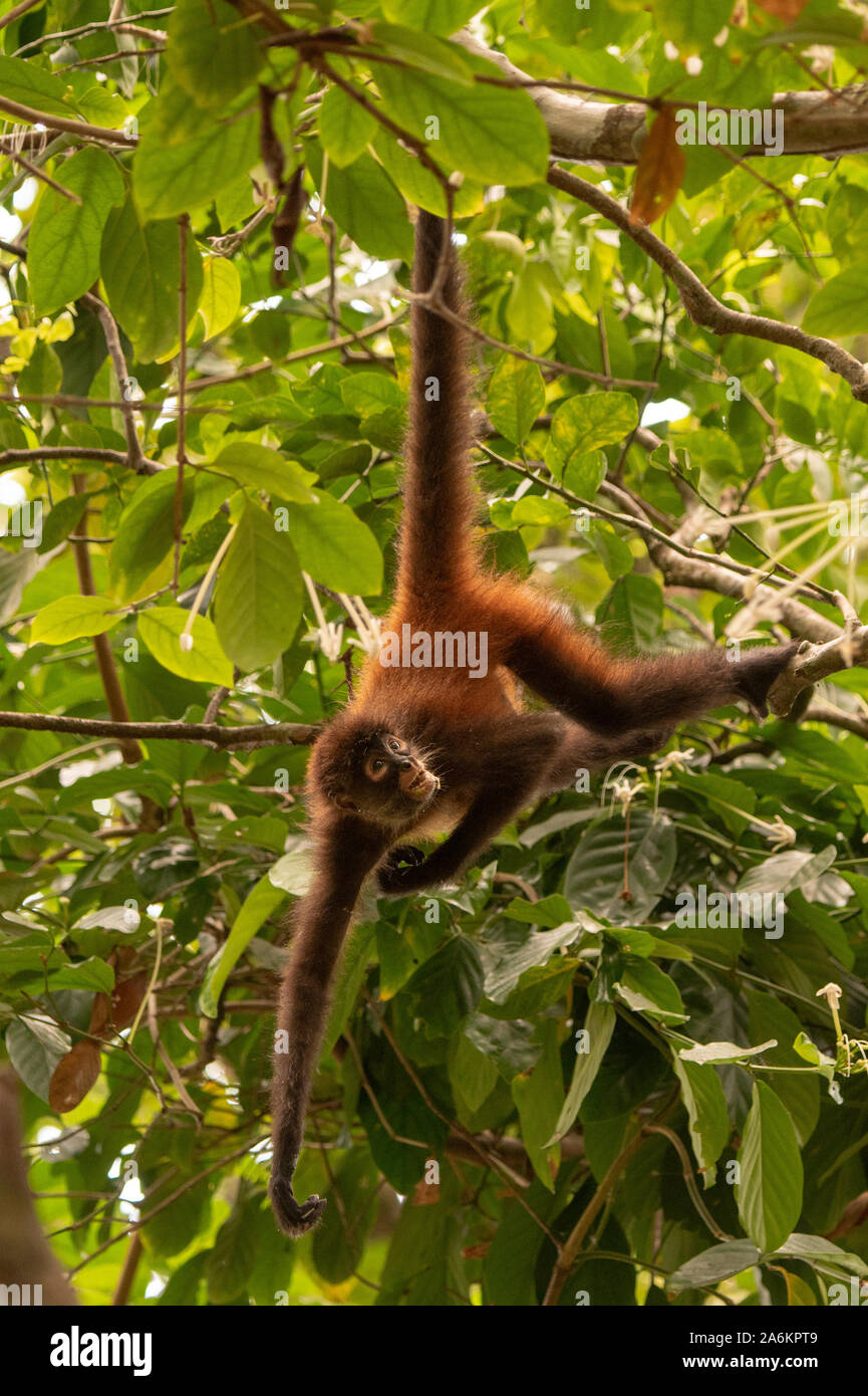 A Geoffroy's Spider Monkey Dangling from Tail in Costa Rica Stock Photo