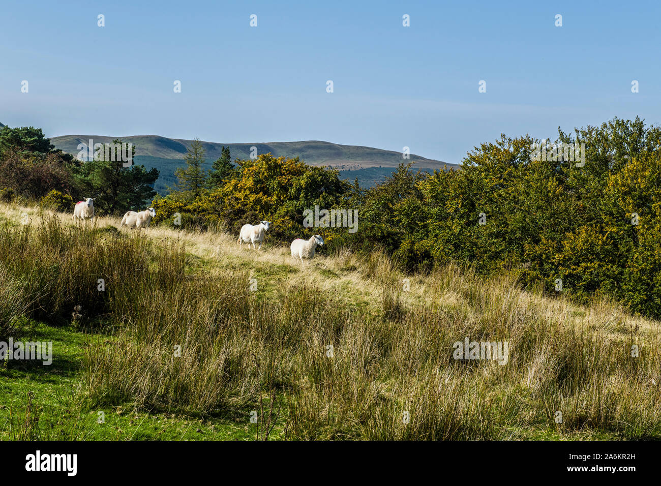 Sheep on the hill above the Talybont Valley in the Brecon Beacons National Park south Wales. Brecon Beacons sheep farming on the hills is normal. Stock Photo