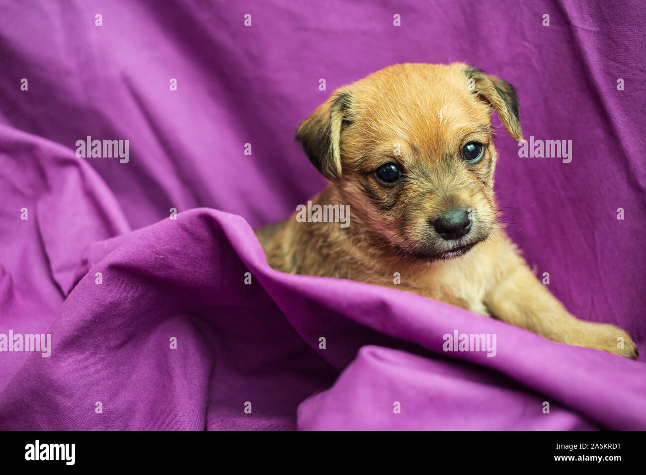 Cute puppy in folds of purple fabric Stock Photo