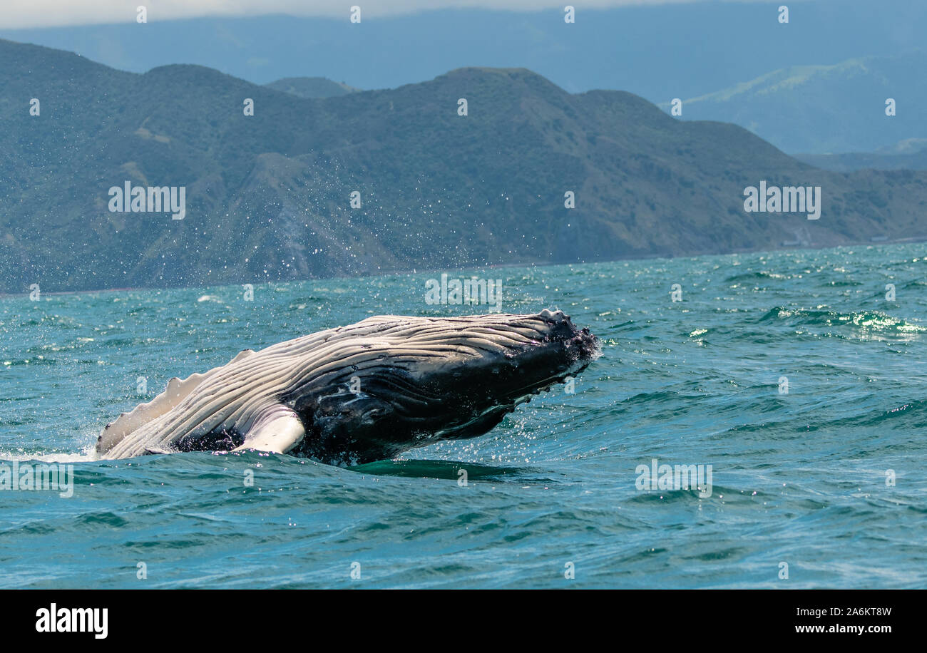 A Breaching Humpback Whale off the Coast of New Zealand Stock Photo