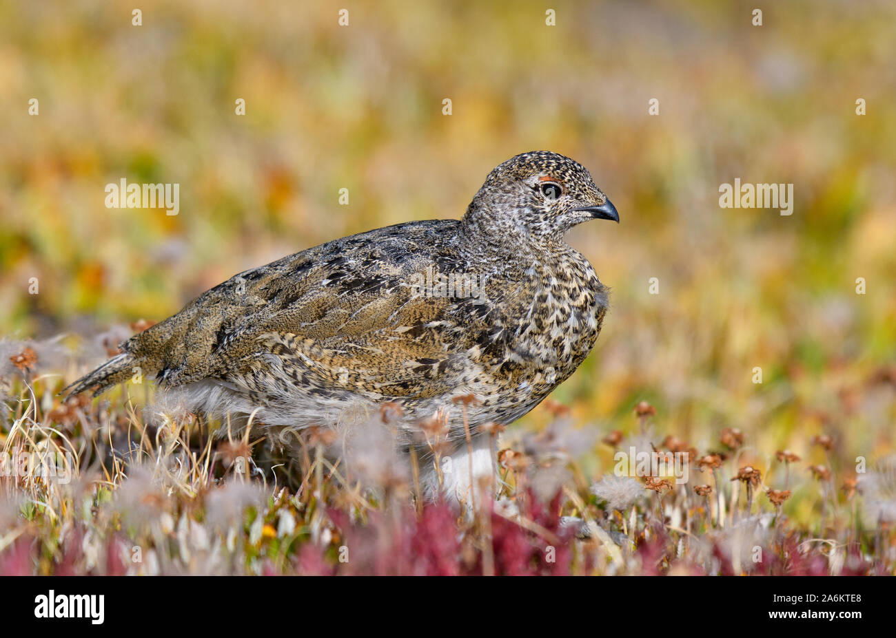 A Juvenile White-tailed Ptarmigan in Summer Plumage Stock Photo