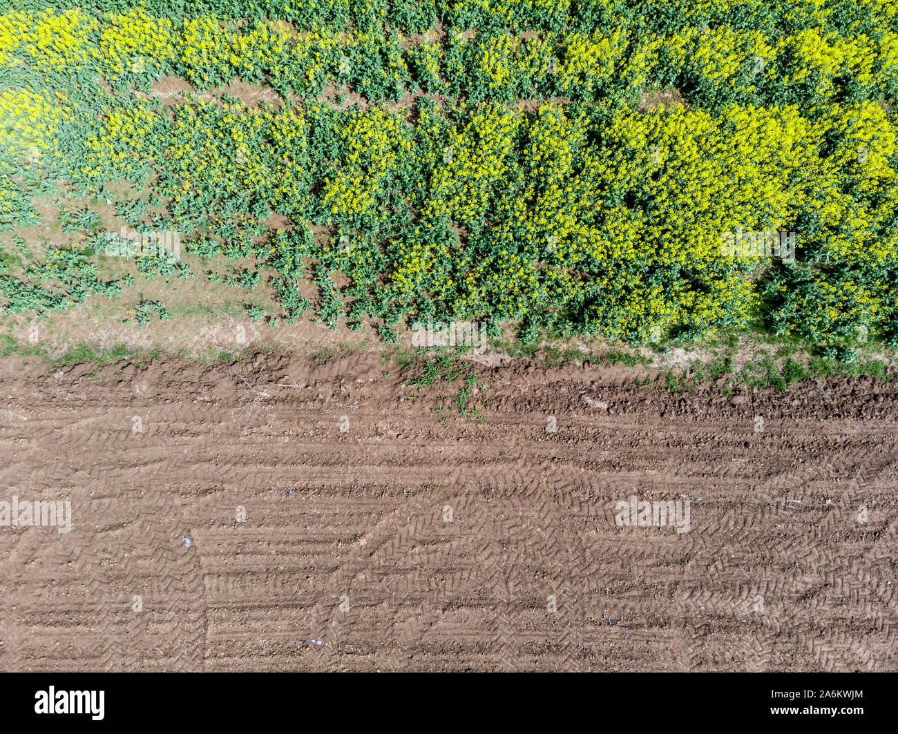 Aerial view of a rapeseed fields bordering an uncultivated land. Border