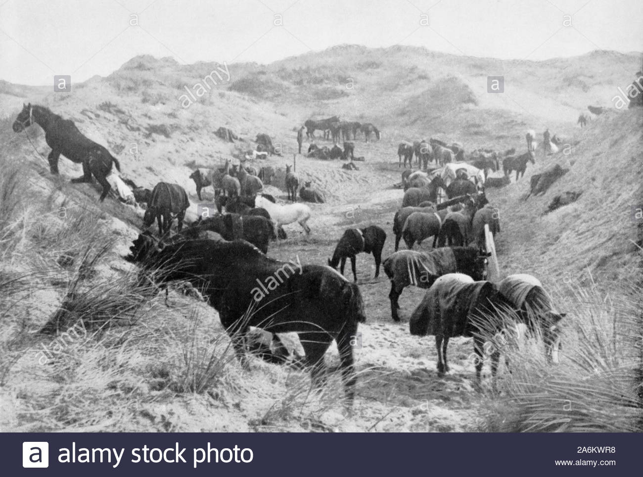 WW1 French Cavalry horses in the sand dunes near Nieuport Belgium, vintage photograph from 1914 Stock Photo