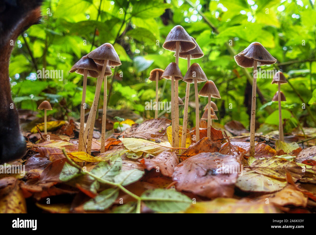 Group of tall toadstools in fallen autumn leaves with a dog investigating nature, UK Stock Photo