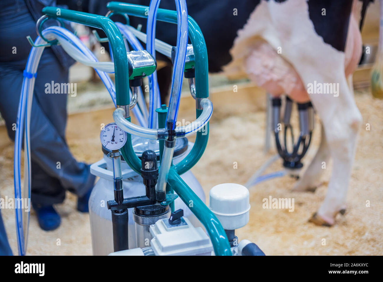Automated milking equipment at dairy farm Stock Photo Alamy