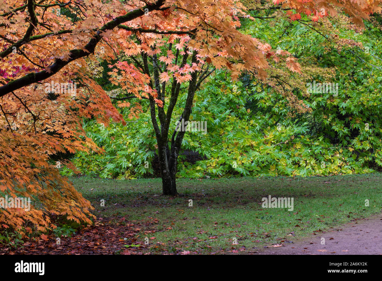 Acer trees autumn colour at Westonbirt Arboretum, Gloucestershire, England, UK Stock Photo