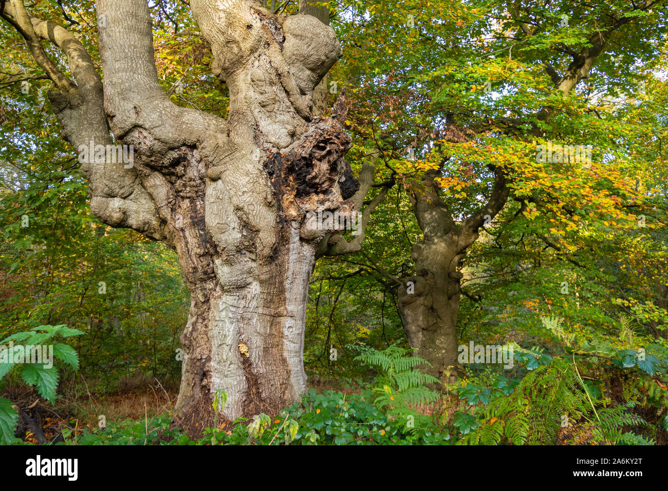 Ancient pollarded beech trees at Burnham Beeches National Nature Reserve during autumn, Buckinghamshire, UK Stock Photo