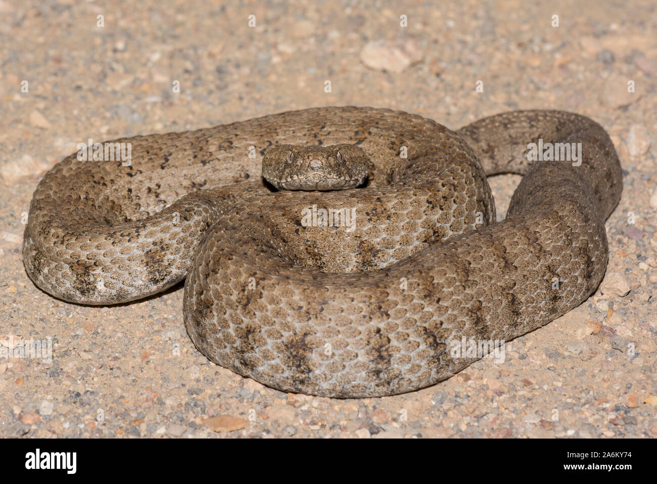 Adult Blunt-nosed Viper (Macrovipera lebetina) on the Greek Island of Milos, Cyclades Islands, Greece. Stock Photo