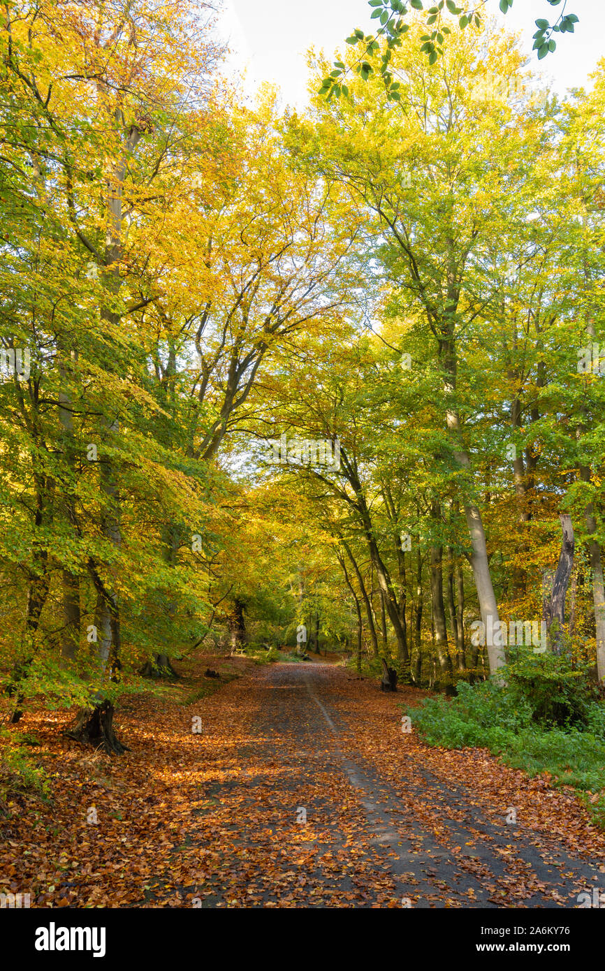 Burnham Beeches National Nature Reserve during autumn, Buckinghamshire, UK Stock Photo
