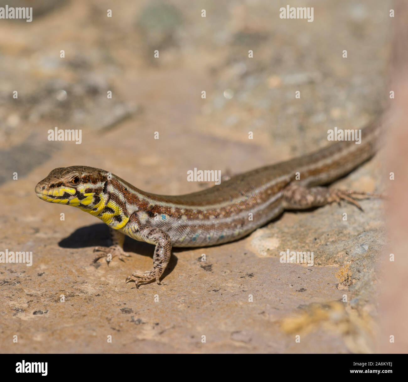 Very colourful Female Milos Wall Lizard (Podarcis milensis) basking on a wall on the Greek Island of Milos, Cyclades Islands, Greece. Stock Photo