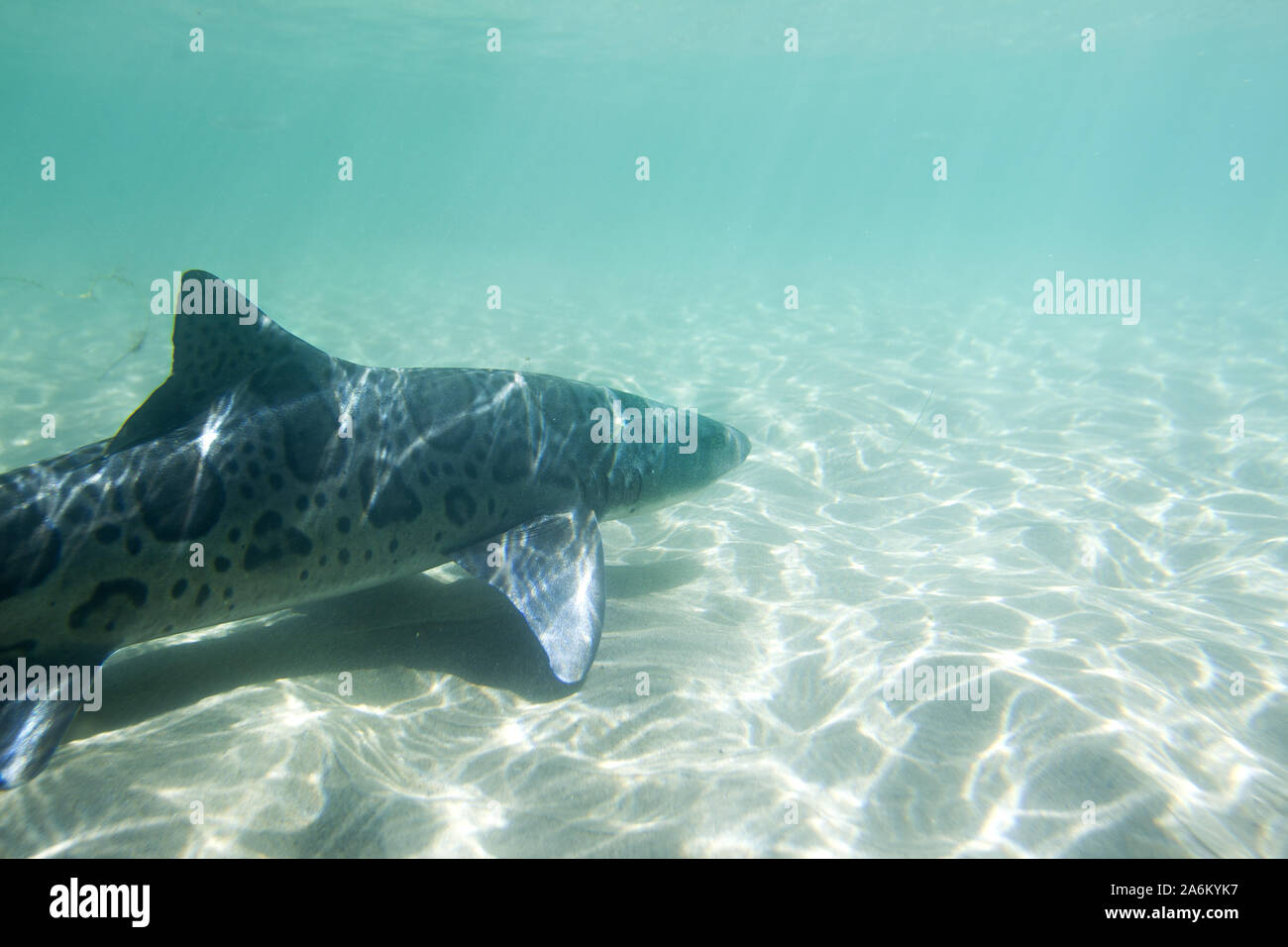 October 26, 2019, San Diego, CALIFORNIA, U.S: A leopard shark swims in the warm, shallow waters of La Jolla Shores Beach.  Named for their striking appearance, these sharks have dark, saddle-shaped splotches along the fins and upper body, overlaying an all grey body. Leopard sharks arrive in San Diego in massive numbers during warm summer and fall months and  aren't a danger to humans. (Credit Image: © KC Alfred/ZUMA Wire) Stock Photo