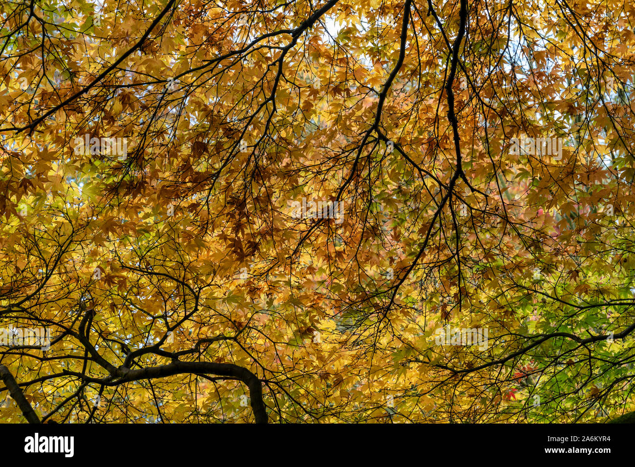 The Sunlit golden leaves of the Japanese Maple Acer amoenum in autumn at Westonbirt Arboretum, Gloucestershire, England, UK Stock Photo