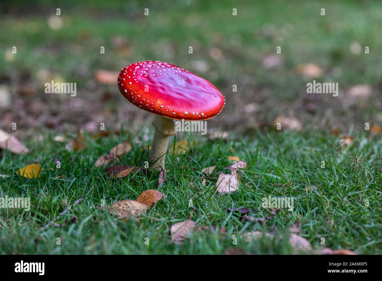 Close up of a single red Fly agaric mushroom - Amanita muscaria. A toxic toadstool growing in the grass at Westonbirt, England, UK Stock Photo