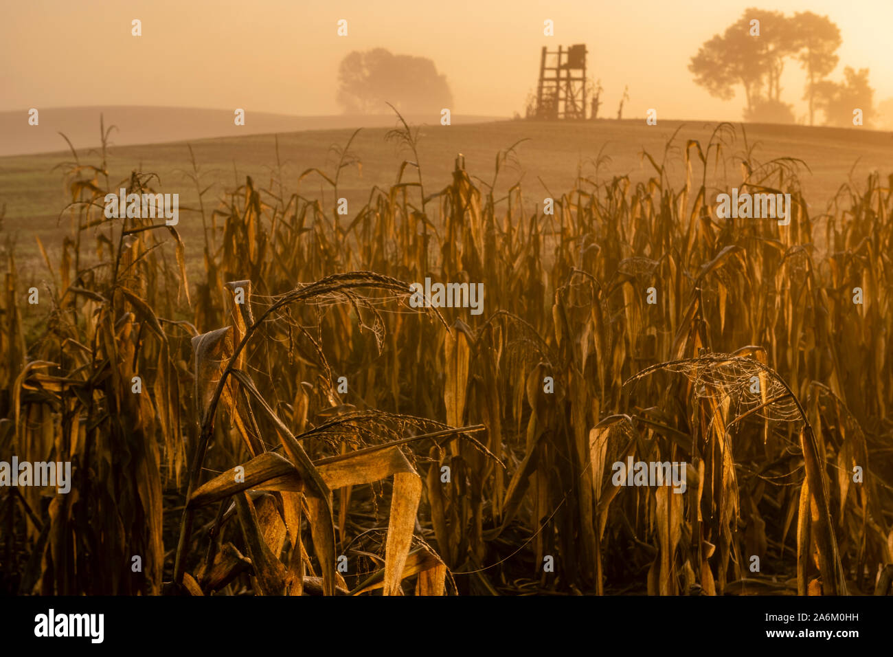 corn left in the field to lure animals. In the background the hunting tower is visible Stock Photo