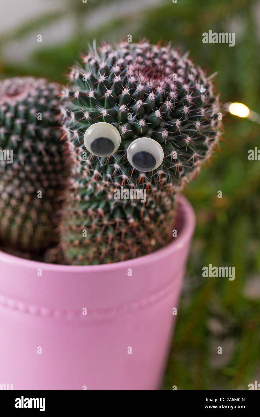 How To Take Care Of Your Cactus Easy Step Maries Connections