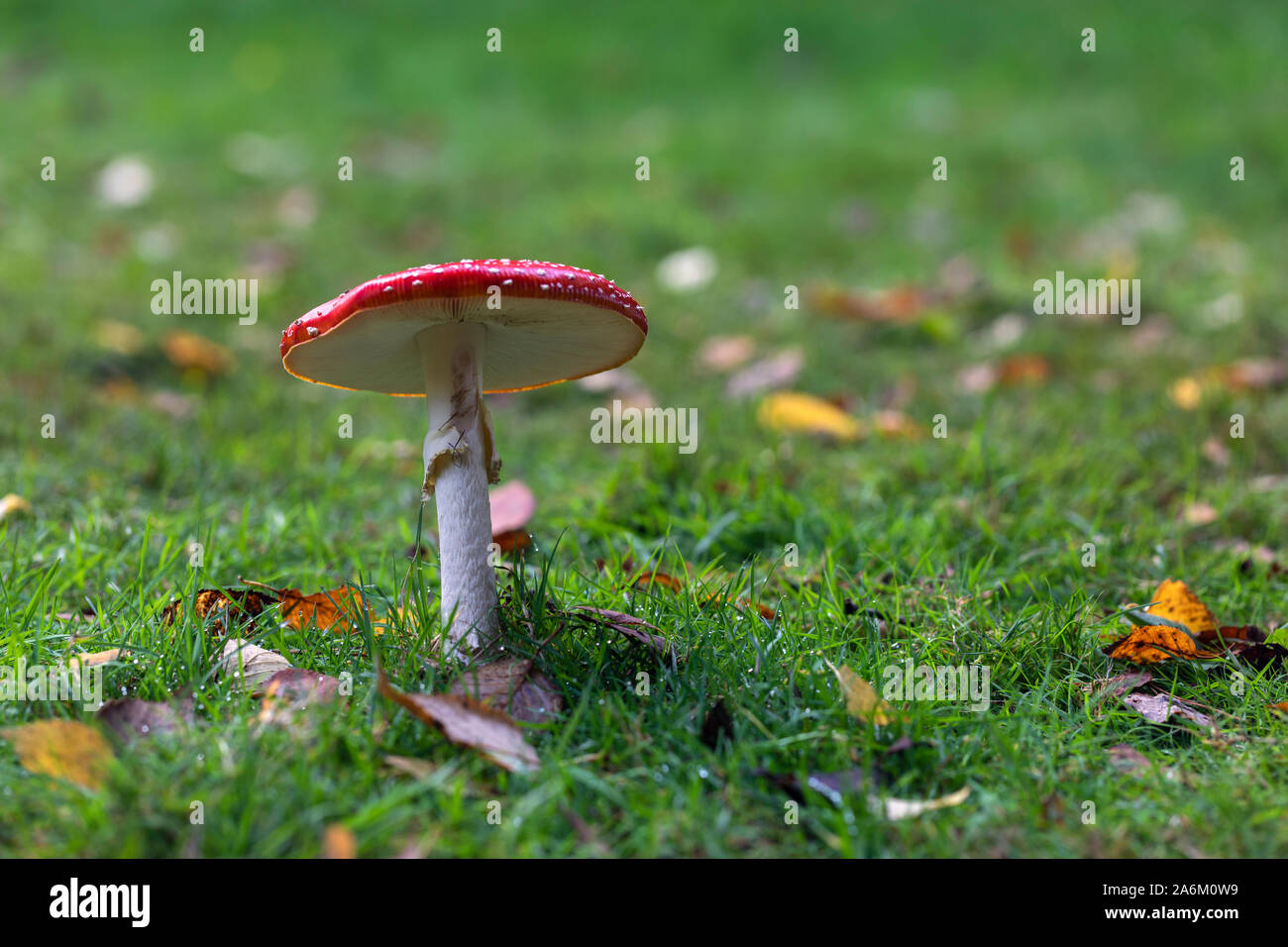 Close up of a single red Fly agaric mushroom - Amanita muscaria. A toxic toadstool growing in the grass at Westonbirt, England, UK Stock Photo