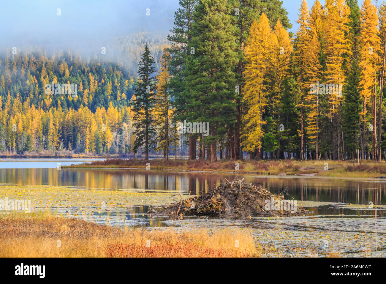 beaver lodge in a shallow bay of seeley lake below larch in fall color at seeley lake, montana Stock Photo
