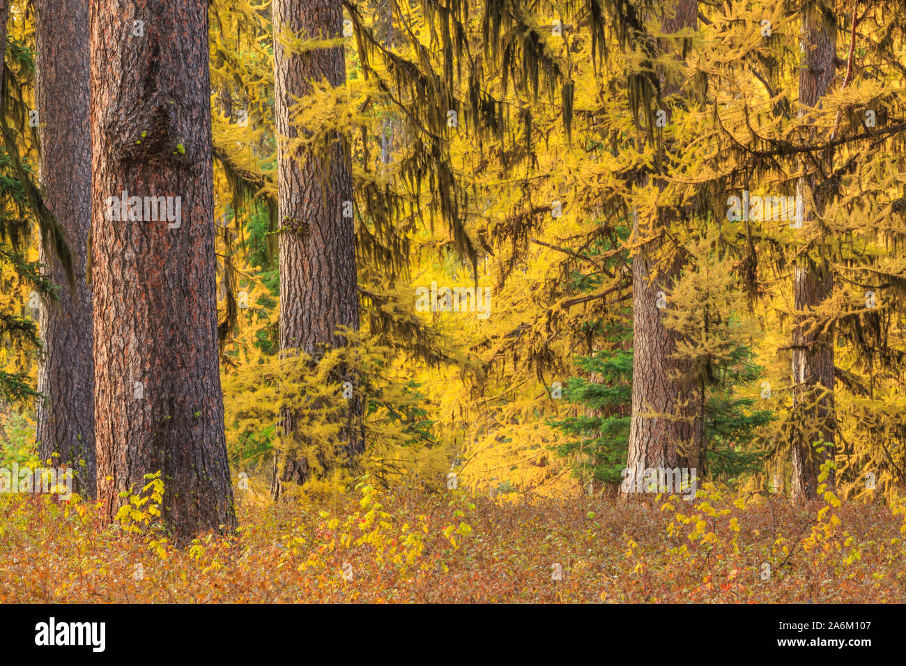 larch trees in fall color near seeley lake, montana Stock Photo