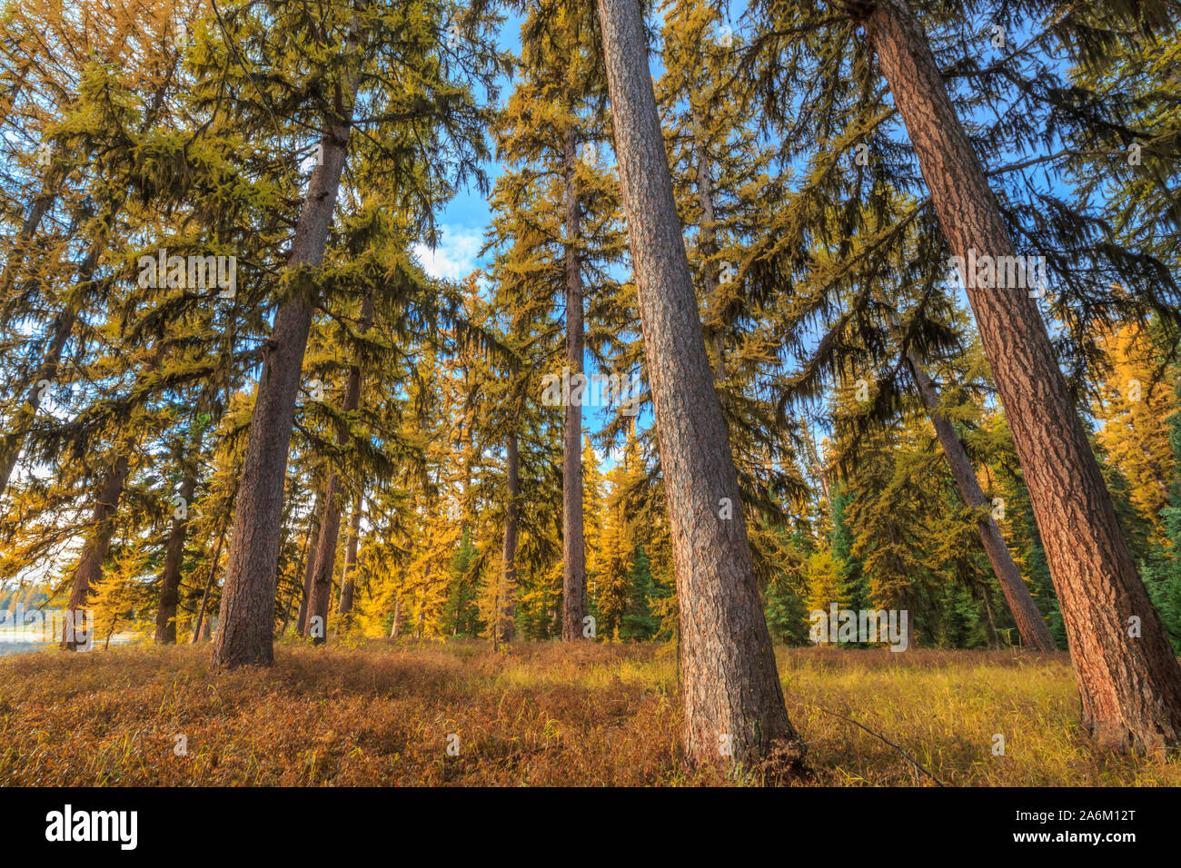 larch trees in fall color near seeley lake, montana Stock Photo