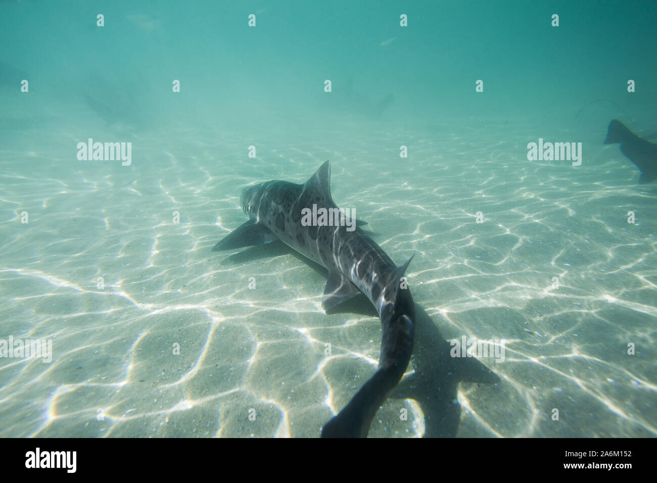 October 26, 2019, San Diego, CALIFORNIA, U.S: A leopard shark swims in the warm, shallow waters of La Jolla Shores Beach.  Named for their striking appearance, these sharks have dark, saddle-shaped splotches along the fins and upper body, overlaying an all grey body. Leopard sharks arrive in San Diego in massive numbers during warm summer and fall months and  aren't a danger to humans. (Credit Image: © KC Alfred/ZUMA Wire) Stock Photo