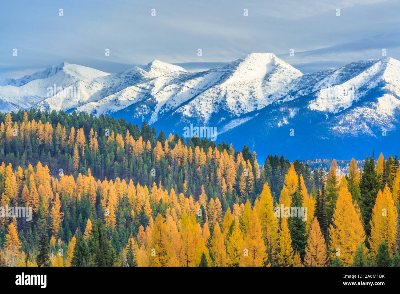 larch in fall color below the swan range near condon, montana Stock Photo