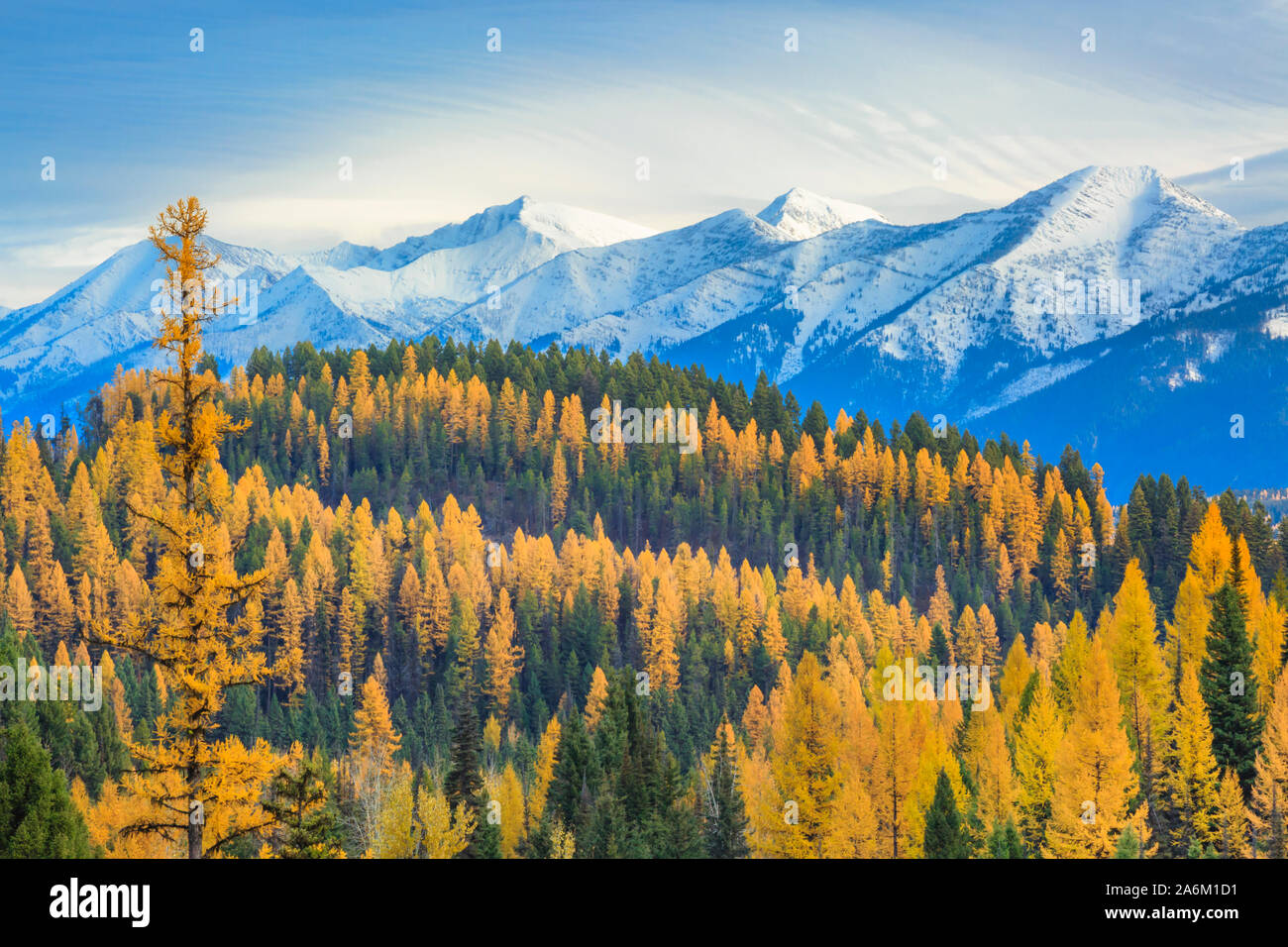 larch in fall color below the swan range near condon, montana Stock Photo