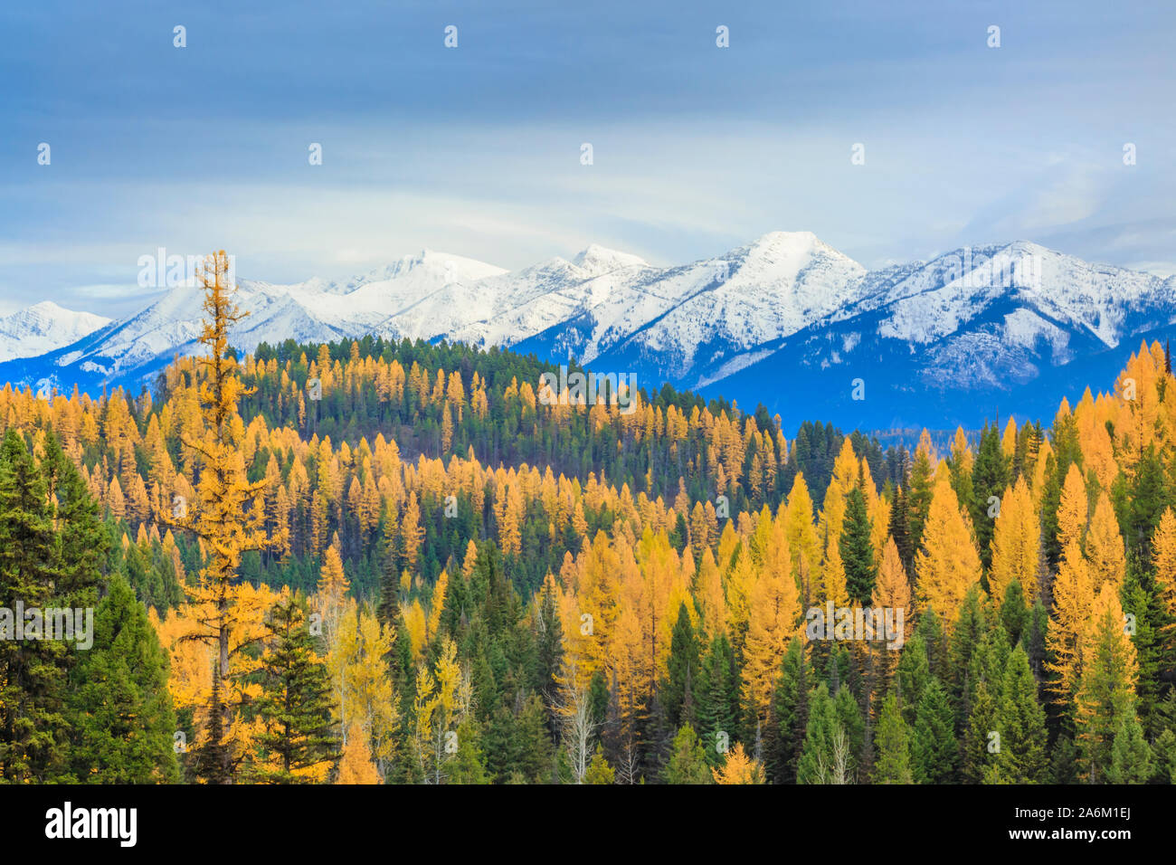 larch in fall color below the swan range near condon, montana Stock Photo