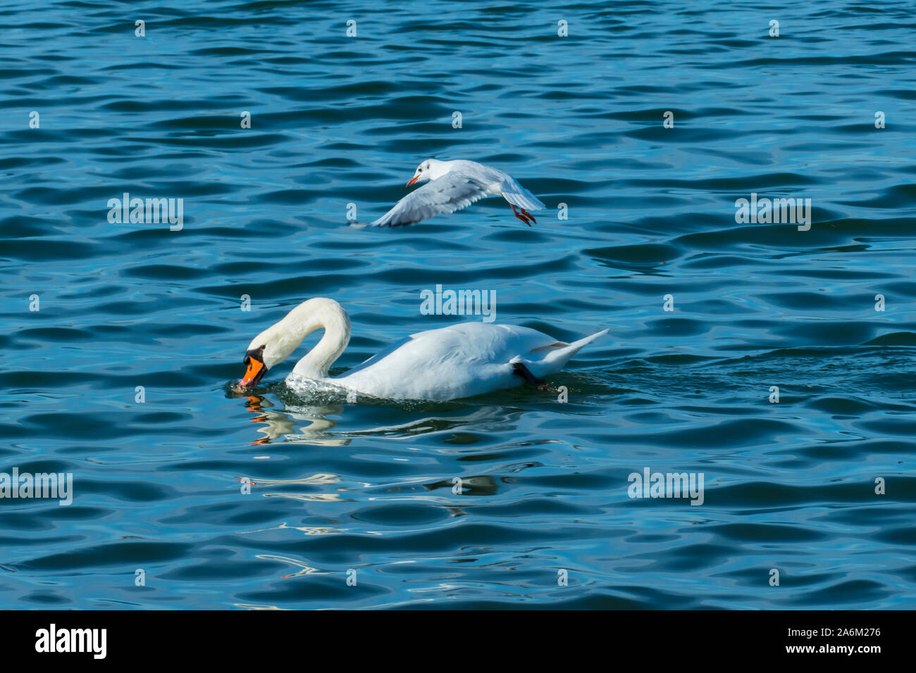 Möwe fliegt auf einen Schwan zu um sein Futter zu klauen Stock Photo ...