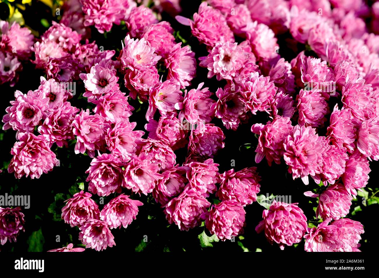 Chrysanthemum ‘Jasoda Mauve’ Stock Photo - Alamy
