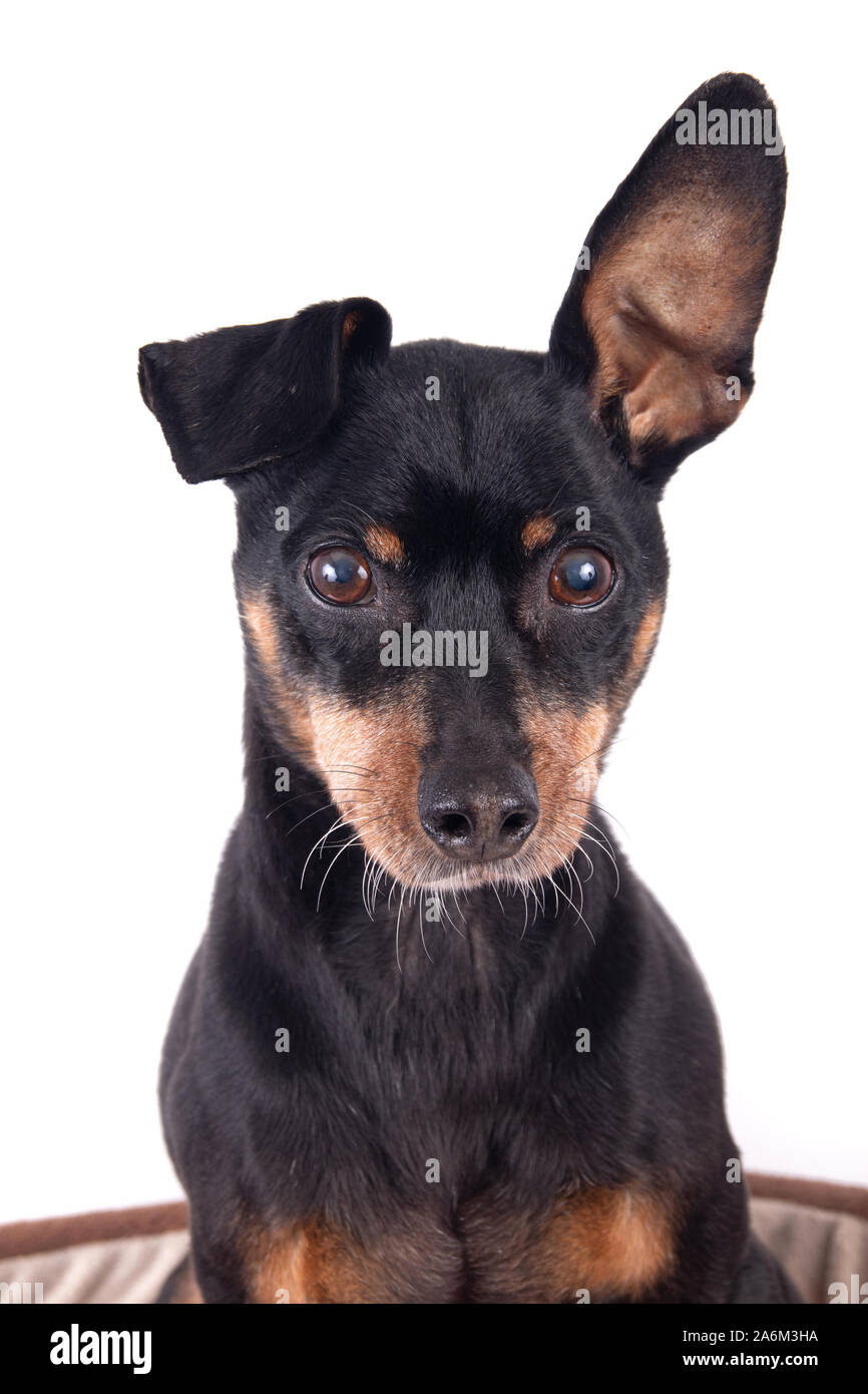 Portrait of a  black male German Pinscher dog breed  isolated over white background Stock Photo