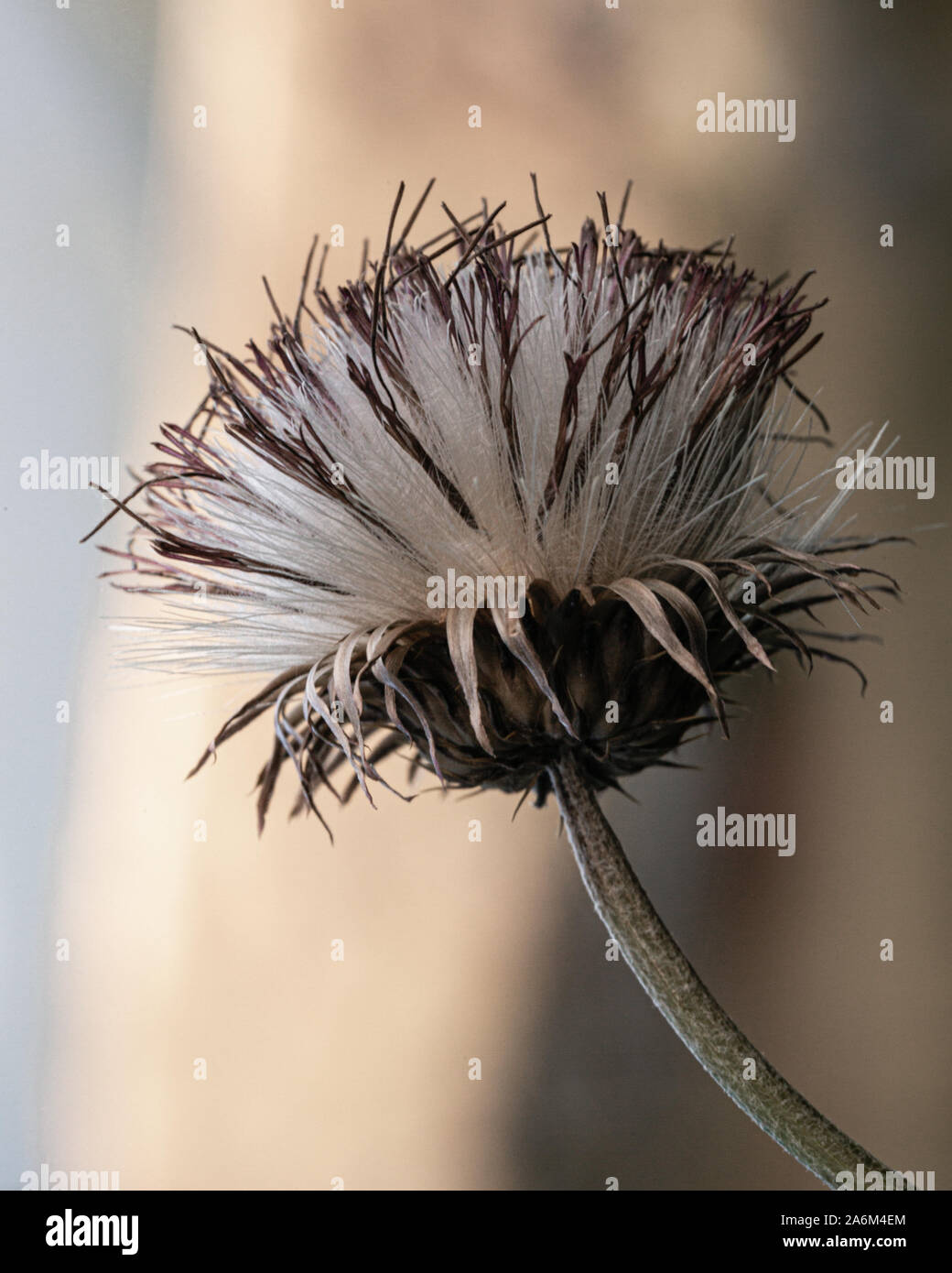 Garden dandelion hi-res stock photography and images - Alamy