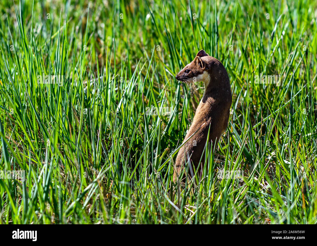 A Short-tailed Weasel in the Plains of Colorado Stock Photo