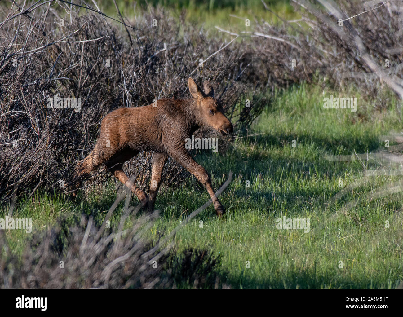 A Newborn Baby Moose Calf Running to Catch Up with Its Mother in a