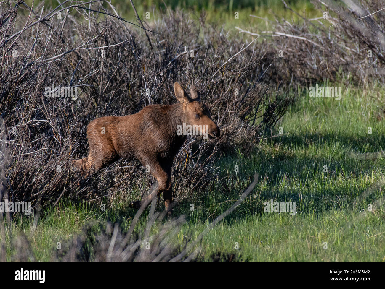 A Newborn Baby Moose Calf Running to Catch Up with Its Mother in a