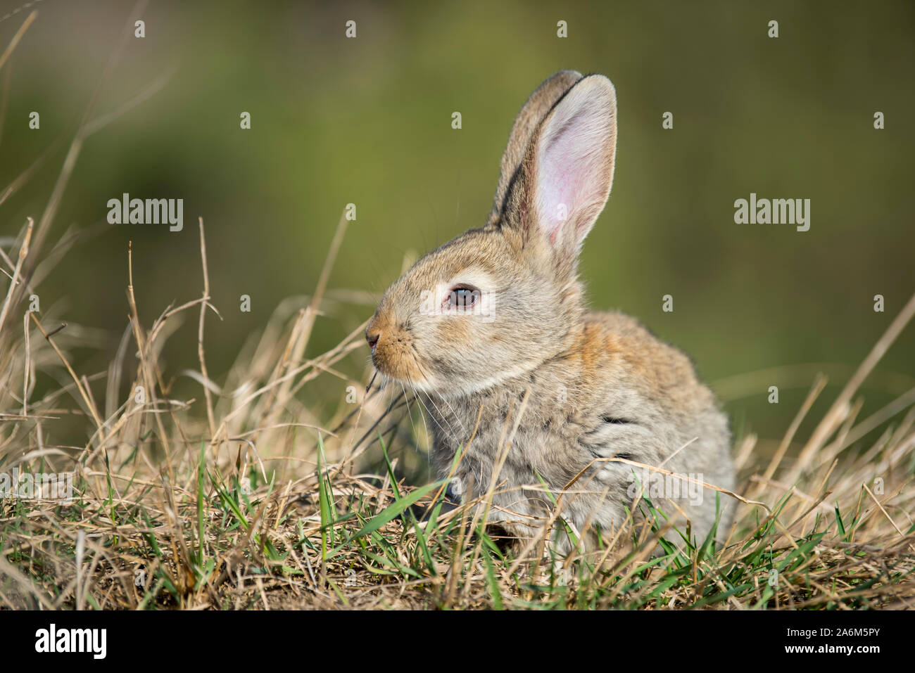 Rabbit hare while looking at you on grass background Stock Photo