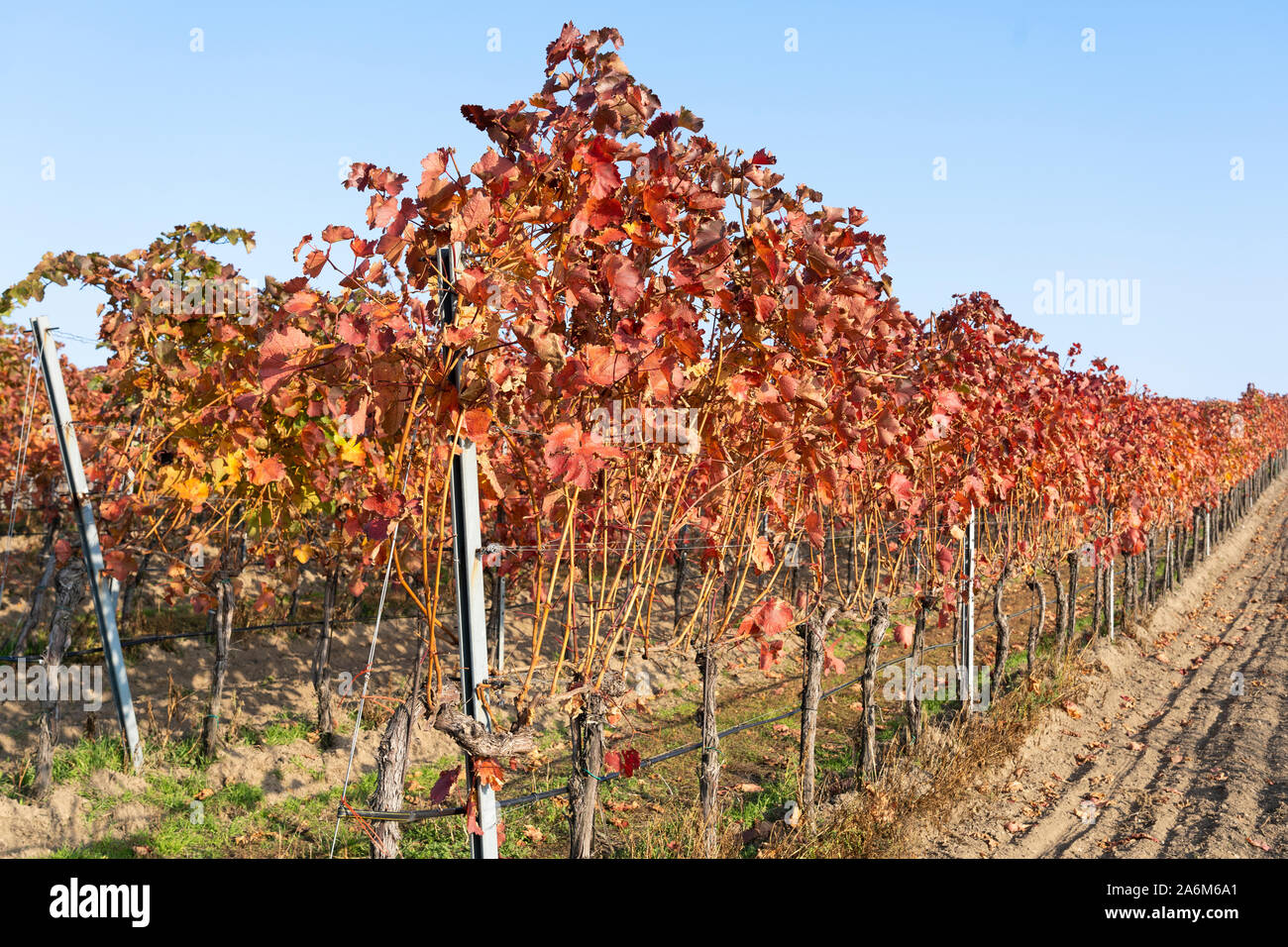 Red leaved European grapevines in autumn / fall in a vineyard in the the famous winemaking area of Langenlois, Lower Austria Stock Photo