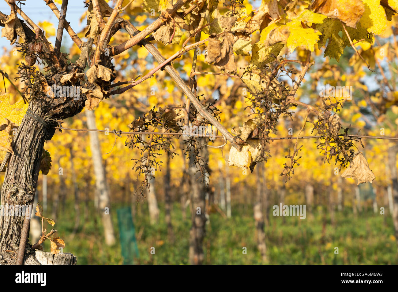 Machine harvest of grapes hires stock photography and images Alamy