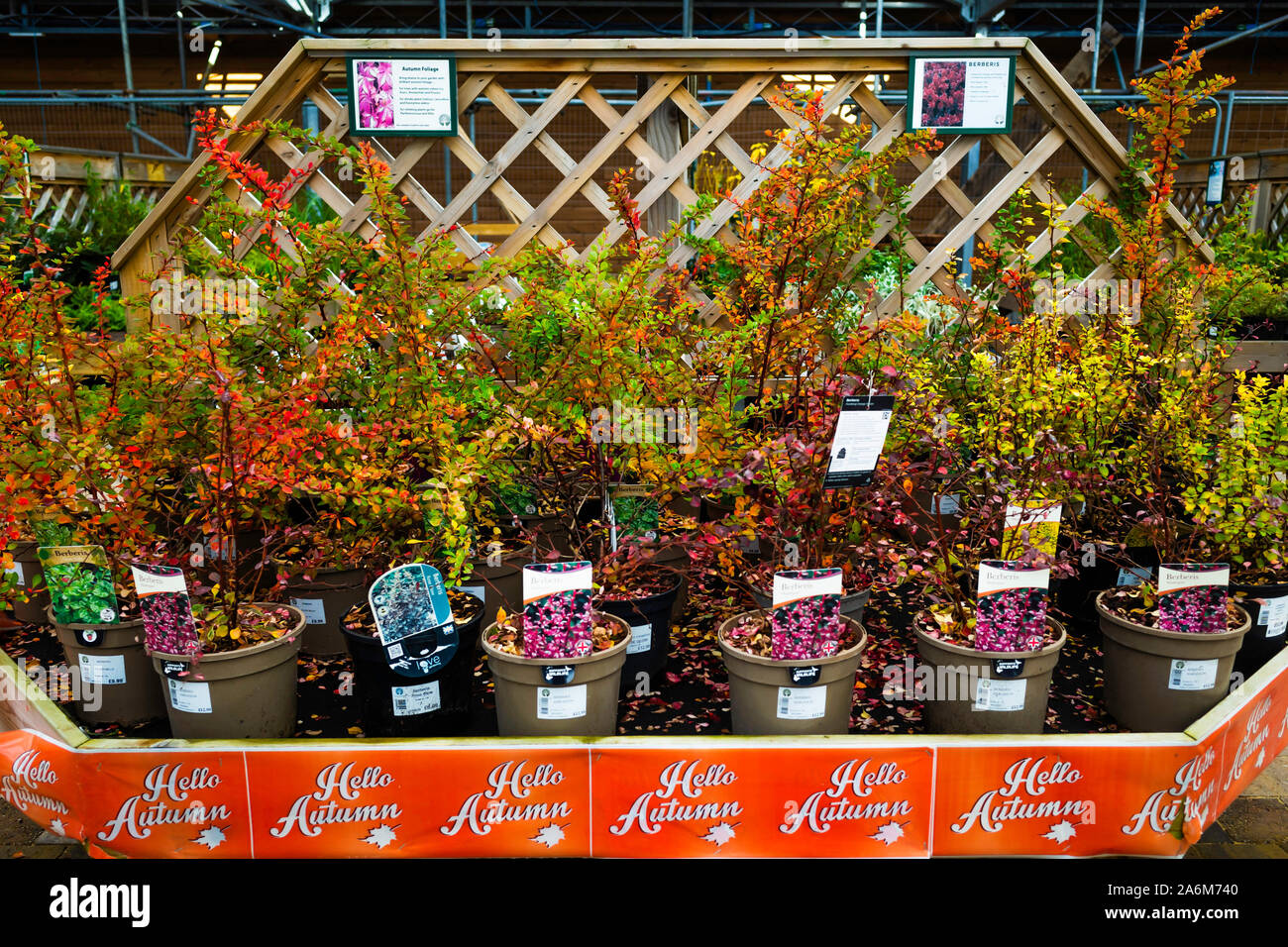 Berberis Autumn High Resolution Stock Photography And Images Alamy