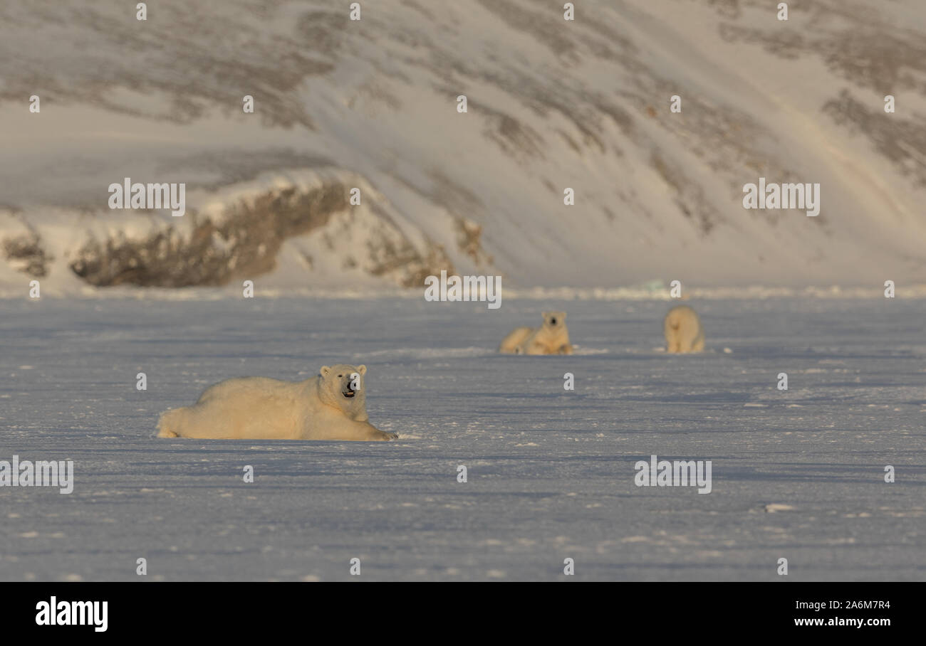 Polar bears family hi-res stock photography and images - Alamy