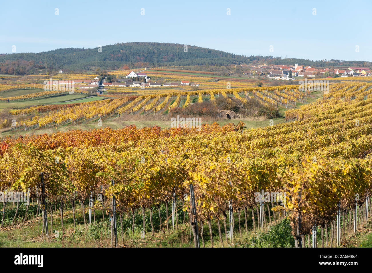 Brightly colored vineyards in Mittelberg in autumn / fall - a typical wine growing village in the Kamptal area of Lower Austria Stock Photo
