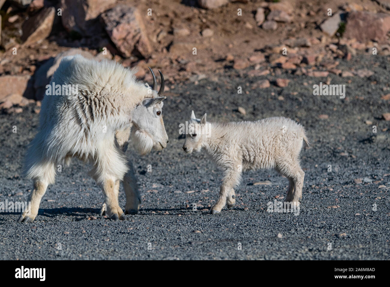 A Mountain Goat Mother and Kid in the Rocky Mountains of Colorado Stock ...