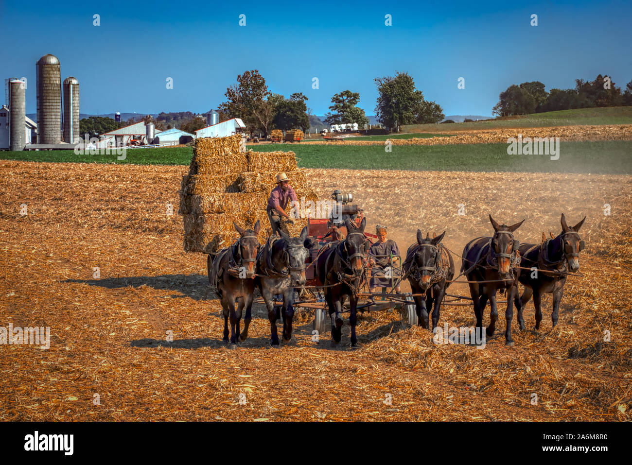 Amish farmers farm people hi-res stock photography and images - Alamy