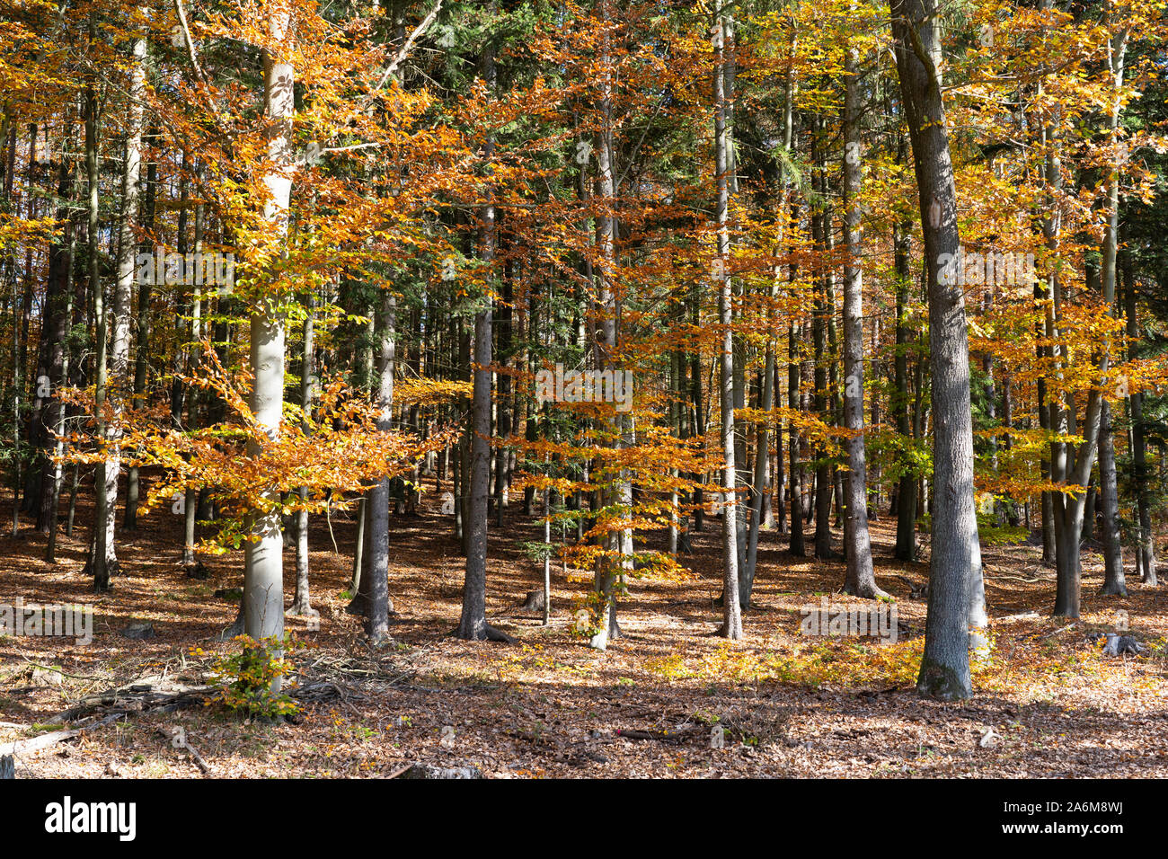 Colorful Beech trees (Fagus Sylvatica) and Douglas Firs (pseudotsuga menziesii) in a forest in autumn / fall with yellow and orange leaves, Austria Stock Photo