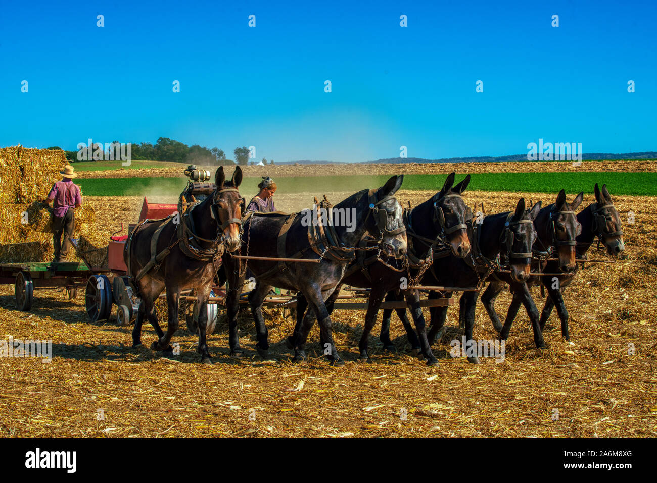 Amish farmers farm people hi-res stock photography and images - Alamy