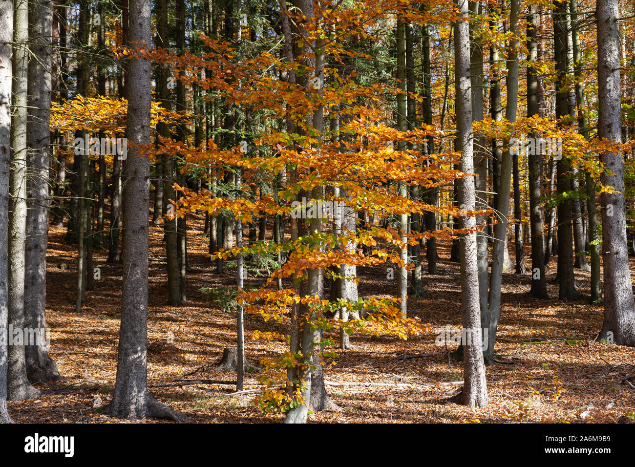 Colorful Beech trees (Fagus Sylvatica) and Douglas Firs (pseudotsuga menziesii) in a forest in autumn / fall with yellow and orange leaves, Austria Stock Photo