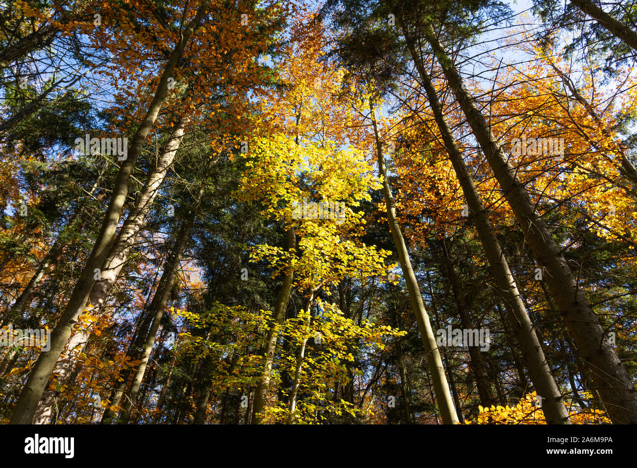 Colorful Beech trees (Fagus Sylvatica) and Douglas Firs (pseudotsuga menziesii) in a forest in autumn / fall with yellow and orange leaves, Austria Stock Photo