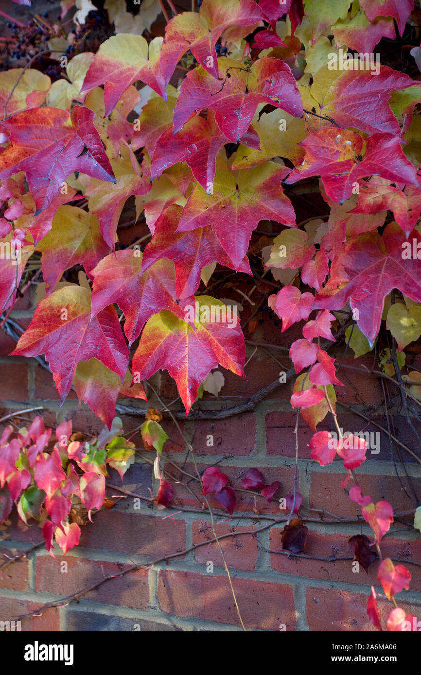 Virginia creeper plant attached to house bricks Stock Photo