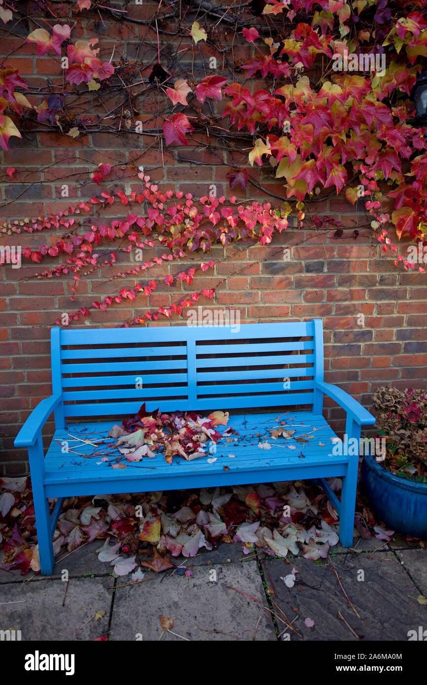 Exterior blue bench covered in virginia creeper leaves Stock Photo