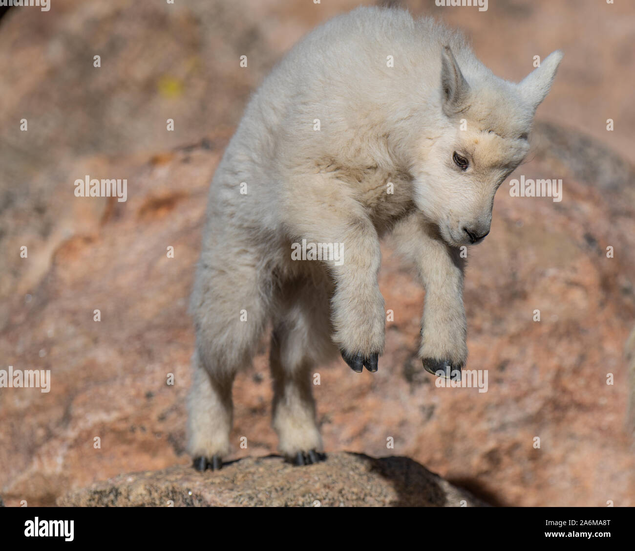 An Adorable Mountain Goat Kid Jumping on the Rocks in the Rocky ...