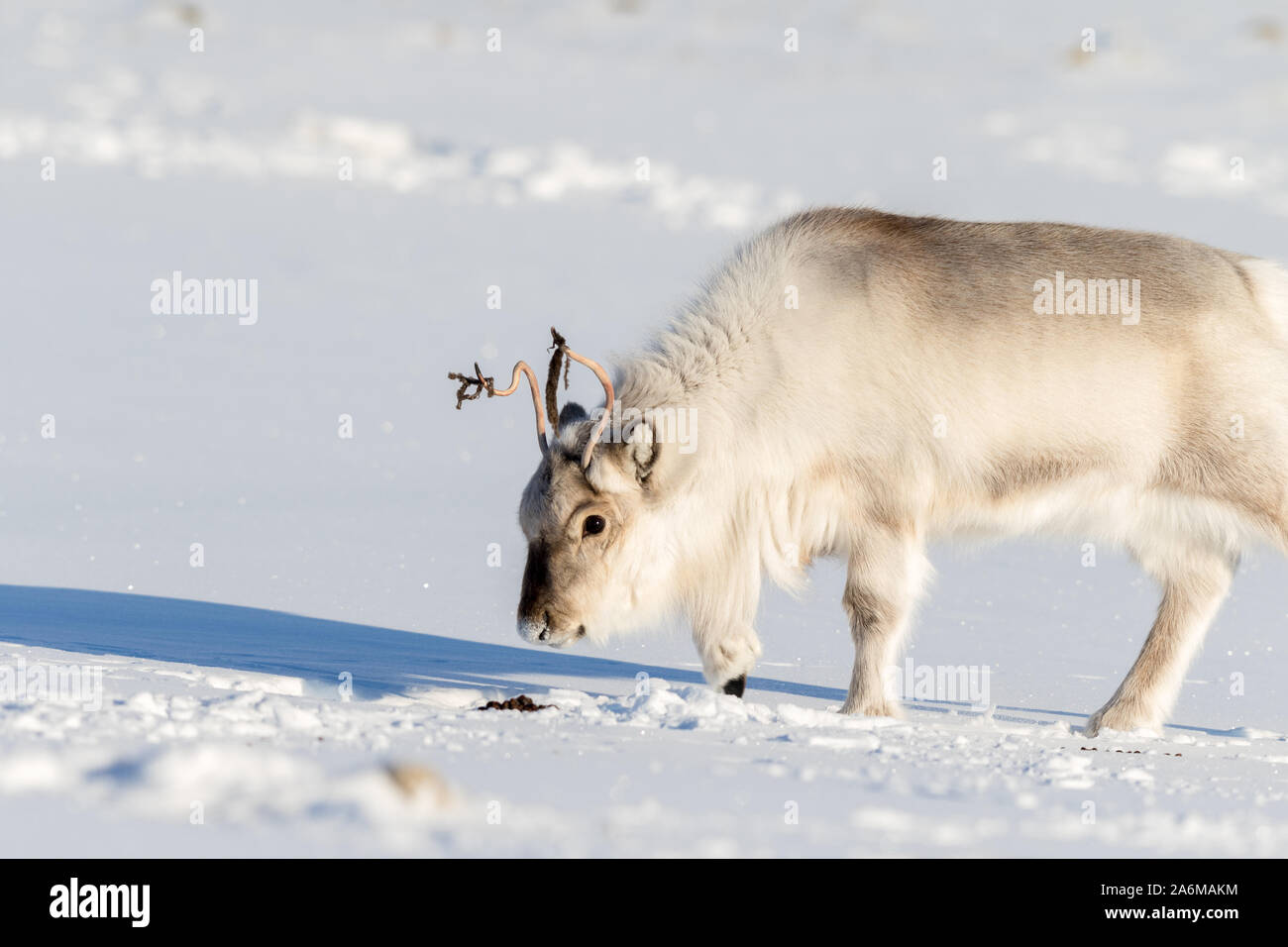 Svalbard Reindeer smelling reindeer droppings in the snow in Svalbard, Norway Stock Photo